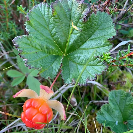 度假居 House With Charm, Valley With Lots Of Northern Lights, Breivikeidet 特罗姆瑟